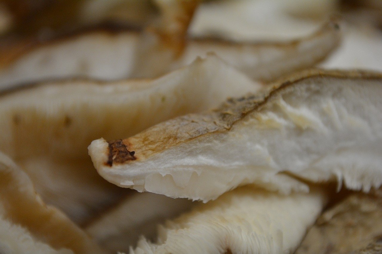 Shiitake mushrooms for cold sores and herpes